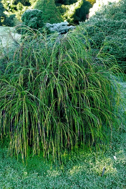 Whipcord Arborvitae - Thuja Plicata 'Whipcord' - 6 Pack Of 1 Gallon Pots - Image 4