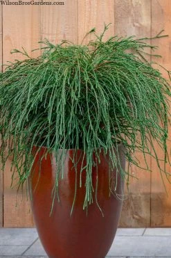 Whipcord Arborvitae - Thuja Plicata 'Whipcord' - 6 Pack Of 1 Gallon Pots