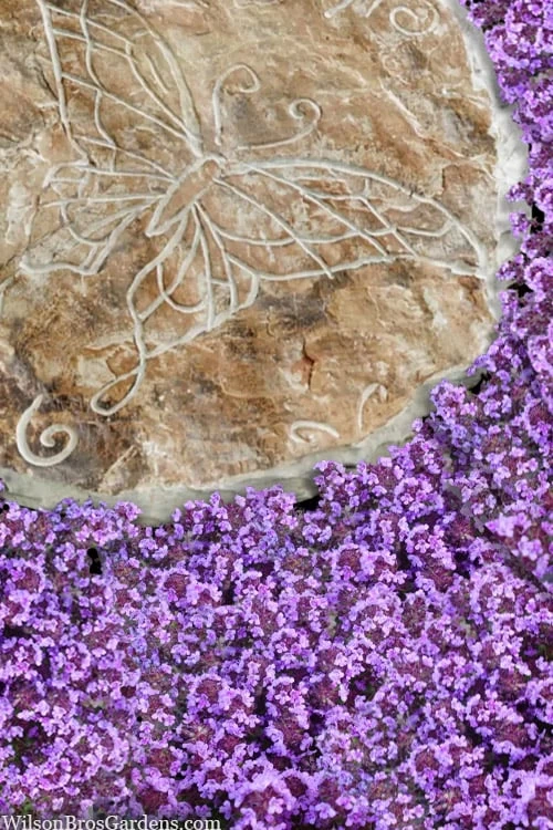 Caborn Wine & Roses Creeping Thyme - 5 Pack Of Quart Pots - Image 4