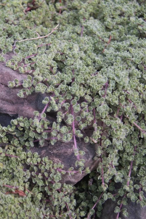 Woolly Creeping Thyme (Thymus Lanuginosis) - 10 Pack Of Pint Pots - Image 10