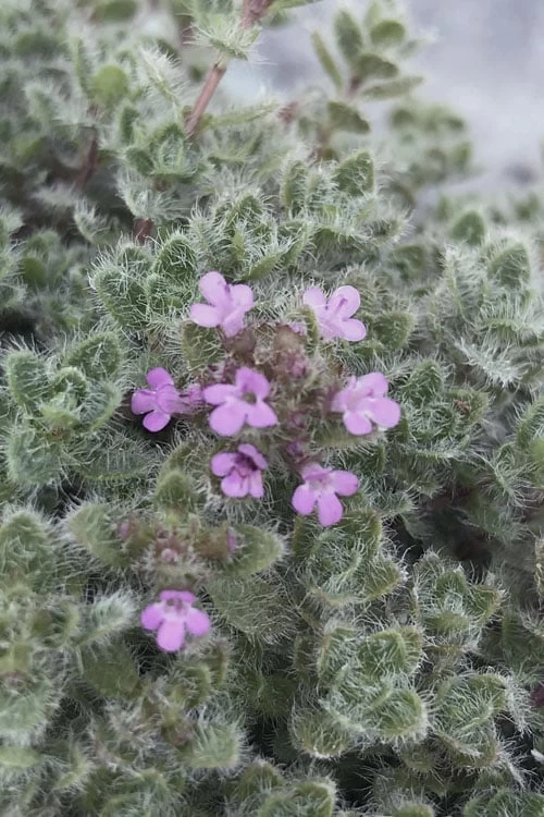 Woolly Creeping Thyme (Thymus Lanuginosis) - 10 Pack Of Pint Pots - Image 5