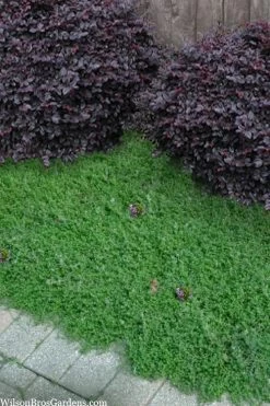 Leprechaun Creeping Thyme - 6 Pack Of Pint Pots