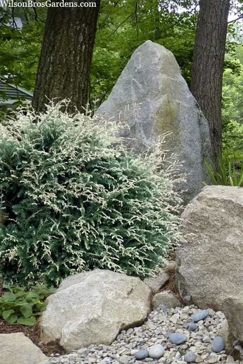 Gentsch White Frosted Dwarf Canadian Hemlock (Tsuga) - 3 Gallon Pot