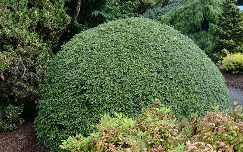 Gentsch White Frosted Dwarf Canadian Hemlock (Tsuga) - 3 Gallon Pot - Image 3