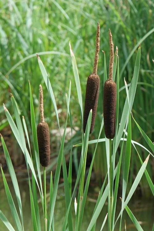 Broadleaf Cattail Plant (Typha Latifolia) - 1 Gallon Pot - Image 6