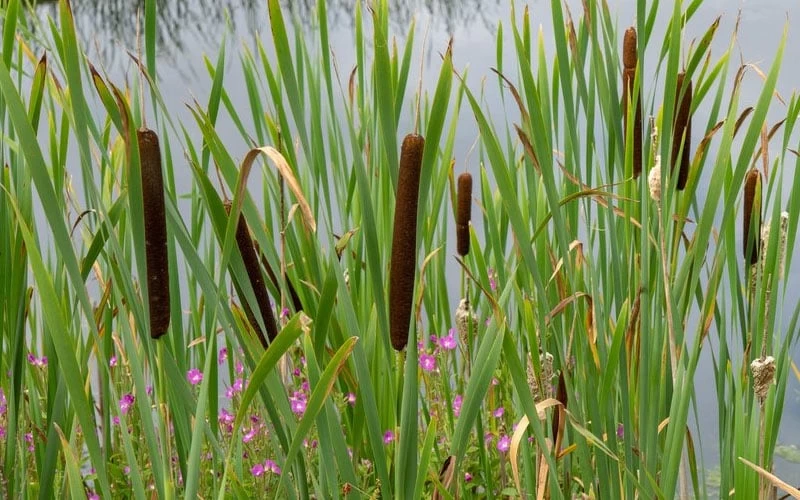 Broadleaf Cattail Plant (Typha Latifolia) - 1 Gallon Pot - Image 7