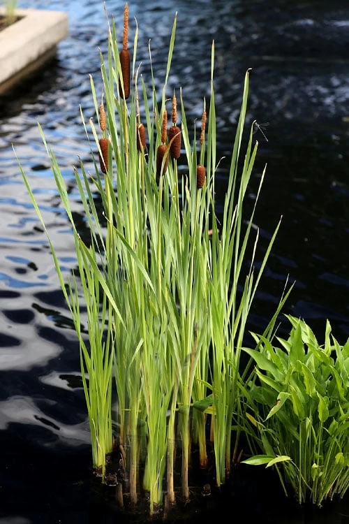 Broadleaf Cattail Plant (Typha Latifolia) - 1 Gallon Pot - Image 4