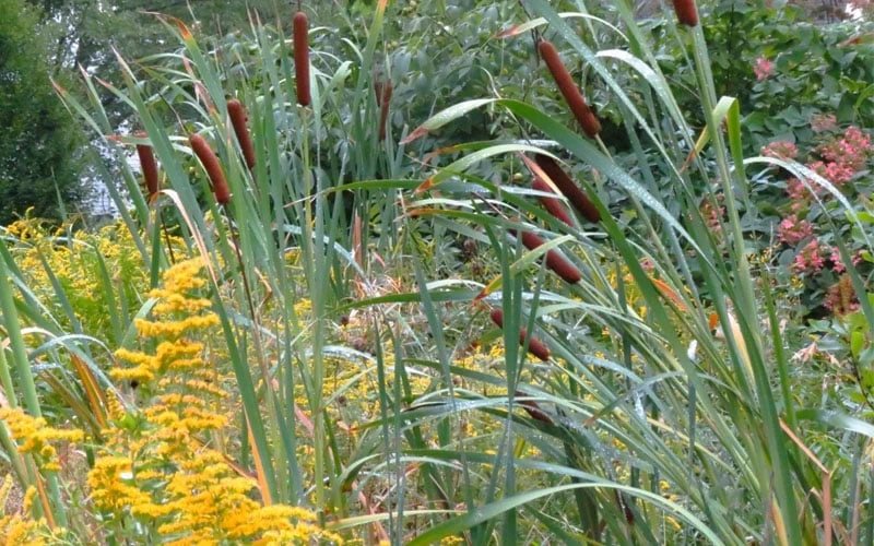 Broadleaf Cattail Plant (Typha Latifolia) - 1 Gallon Pot - Image 5