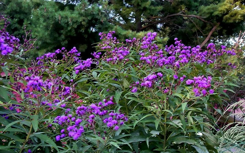 New York Ironweed (Vernonia Noveboracensis) - 6 Pack Of 1 Gallon Pots - Image 5