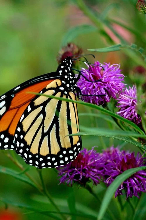 New York Ironweed (Vernonia Noveboracensis) - 6 Pack Of 1 Gallon Pots - Image 6