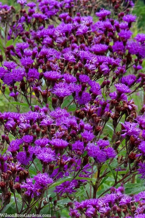 New York Ironweed (Vernonia Noveboracensis) - 6 Pack Of 1 Gallon Pots