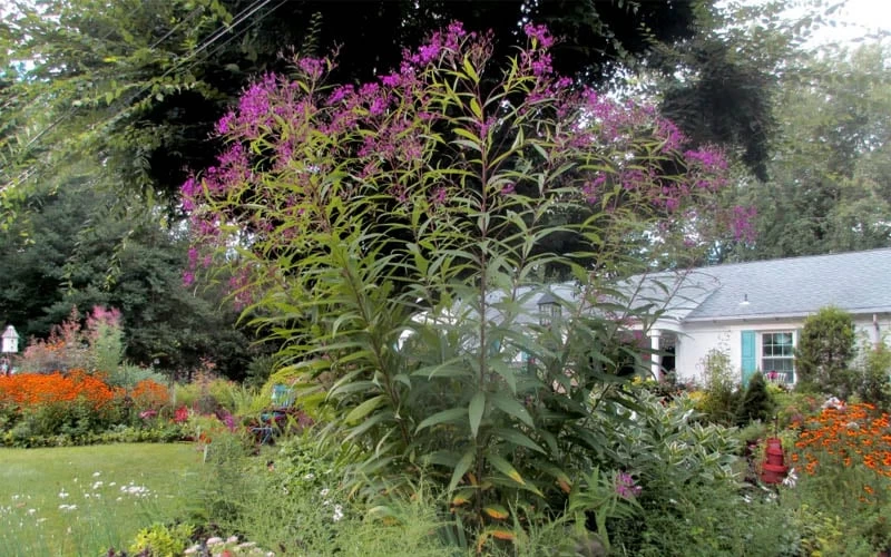 New York Ironweed (Vernonia Noveboracensis) - 6 Pack Of 1 Gallon Pots - Image 8