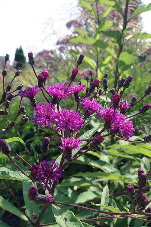 New York Ironweed (Vernonia Noveboracensis) - 6 Pack Of 1 Gallon Pots - Image 7