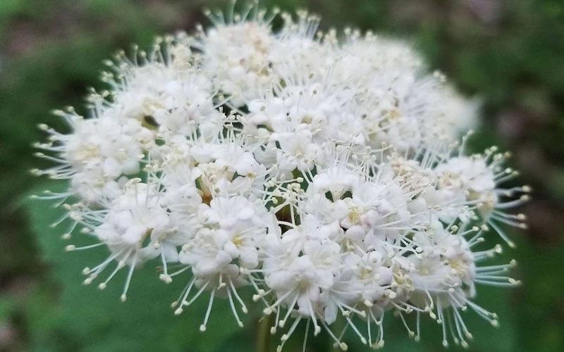 Maple Leaf Viburnum - 3 Pack Of 1.5 Quart Pots - Image 9