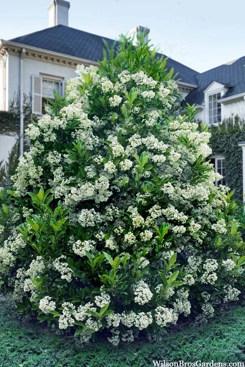 Mirror Leaf Sweet Viburnum - 7 Gallon Pot (3-4')