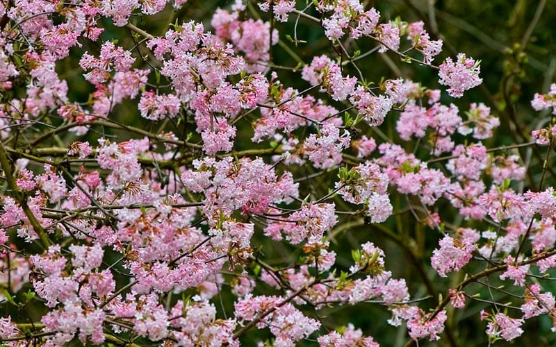 Pink Dawn Fragrant Viburnum - 1 Gallon Pot - Image 9