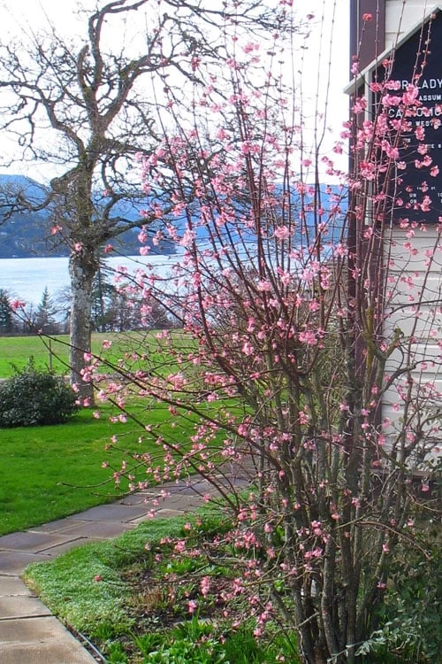 Pink Dawn Fragrant Viburnum - 1 Gallon Pot - Image 6