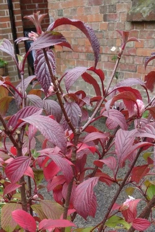Pink Dawn Fragrant Viburnum - 1 Gallon Pot - Image 10