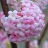 Pink Dawn Fragrant Viburnum - 1 Gallon Pot