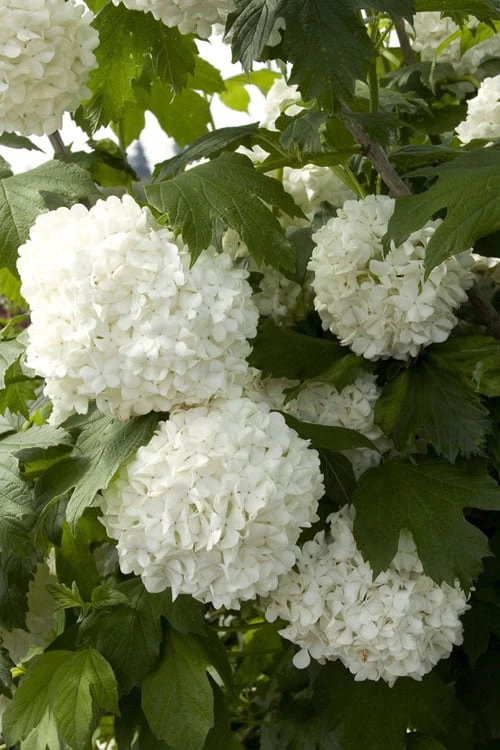 Eastern Snowball Viburnum Bush - 3 Gallon Pot - Image 7
