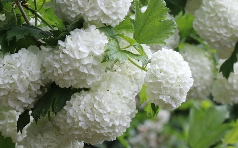 Eastern Snowball Viburnum Bush - 3 Gallon Pot - Image 8
