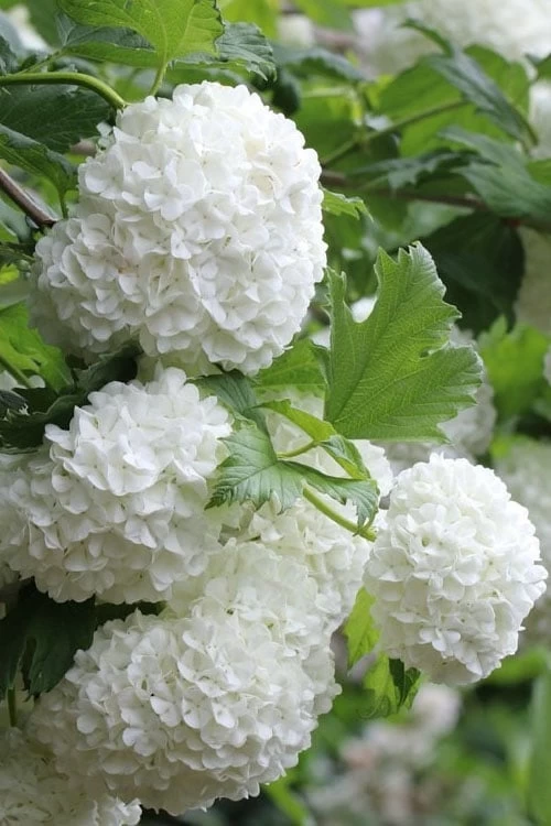 Eastern Snowball Viburnum Bush - 3 Gallon Pot - Image 6