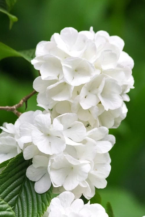 Japanese Snowball Bush (Viburnum Plicatum) - 2 Gallon Pot - Image 5