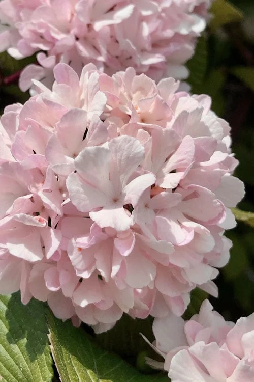 Kern's Pink Snowball Viburnum Bush - 3 Gallon Pot