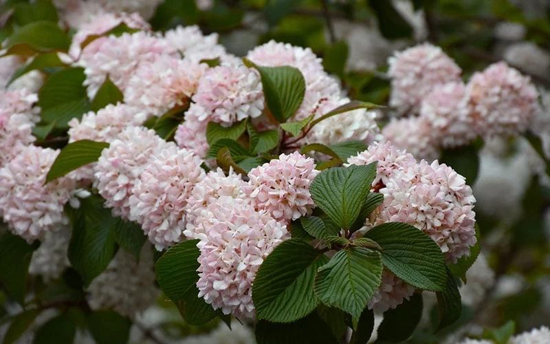 Kern's Pink Snowball Viburnum Bush - 3 Gallon Pot - Image 6