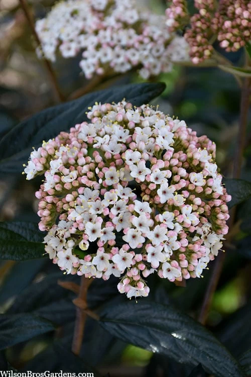 Prague Viburnum - 2.5 Quart Pot - Image 5