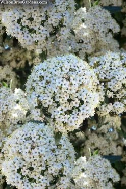 Prague Viburnum - 1 Gallon Pot