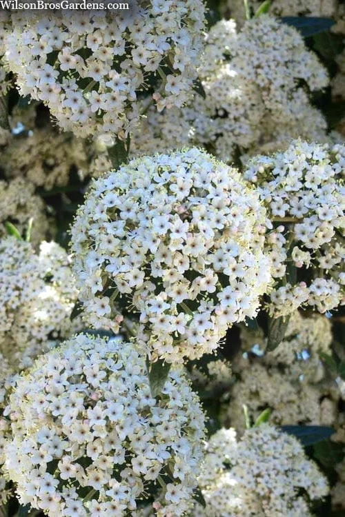 Prague Viburnum - 2.5 Quart Pot