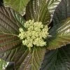 Shiny Dancer Viburnum - 2 Gallon Pot