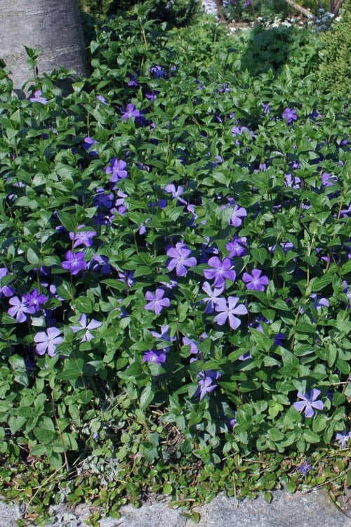 Bigleaf Periwinkle (Vinca Major) - 8 Pack Of 2.5" Pots - Image 4