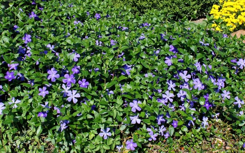 Bigleaf Periwinkle (Vinca Major) - 8 Pack Of 2.5" Pots - Image 5