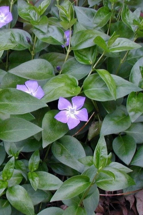 Bigleaf Periwinkle (Vinca Major) - 8 Pack Of 2.5" Pots - Image 6