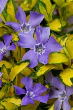 Illumination Variegated Periwinkle (Vinca Minor) - 5 Pack Of Pint Pots