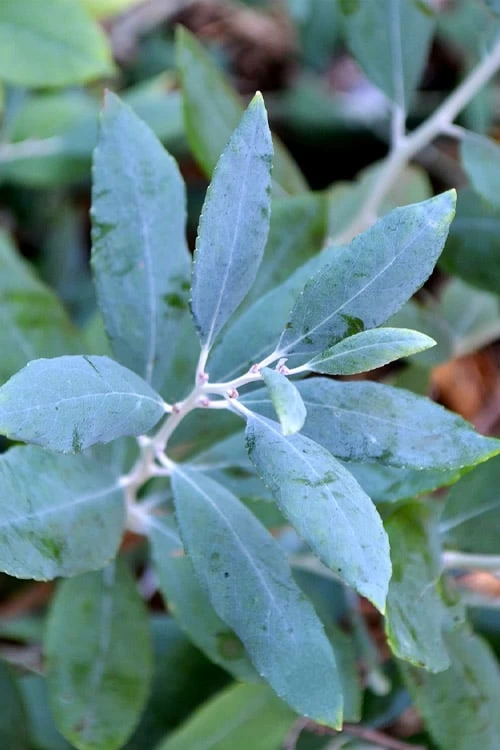 Woodlanders Blue Dusty Zenobia (Honeycup) - 3 Gallon Pot - Image 6